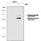 Ribosomal Protein S6 Kinase B1 antibody, MAB8965, R&D Systems, Western Blot image 