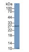 Stromal Cell Derived Factor 4 antibody, LS-C296519, Lifespan Biosciences, Western Blot image 