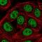 SAP30 Binding Protein antibody, NBP2-38685, Novus Biologicals, Immunofluorescence image 
