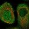 Fli-1 Proto-Oncogene, ETS Transcription Factor antibody, NBP1-85675, Novus Biologicals, Immunofluorescence image 