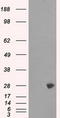 Proteasome Subunit Alpha 7 antibody, LS-C114783, Lifespan Biosciences, Western Blot image 