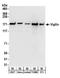 HDLBP antibody, A303-971A, Bethyl Labs, Western Blot image 