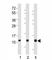 C-X-C Motif Chemokine Ligand 12 antibody, F53416-0.4ML, NSJ Bioreagents, Western Blot image 