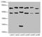 Cysteine And Serine Rich Nuclear Protein 2 antibody, LS-C675603, Lifespan Biosciences, Western Blot image 