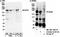 Eukaryotic Translation Initiation Factor 2 Alpha Kinase 4 antibody, NB100-1593, Novus Biologicals, Western Blot image 