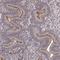 Pleckstrin Homology And RhoGEF Domain Containing G3 antibody, NBP2-68986, Novus Biologicals, Immunohistochemistry frozen image 