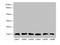 Cofilin 2 antibody, LS-C675519, Lifespan Biosciences, Western Blot image 