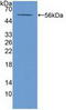 ATP Binding Cassette Subfamily A Member 13 antibody, LS-C373172, Lifespan Biosciences, Western Blot image 