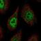 Protocadherin Alpha Subfamily C, 2 antibody, PA5-67413, Invitrogen Antibodies, Immunofluorescence image 