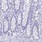 Cystatin D antibody, PA5-63959, Invitrogen Antibodies, Immunohistochemistry paraffin image 