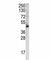 Wnt Family Member 4 antibody, F49787-0.4ML, NSJ Bioreagents, Western Blot image 