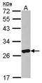 Rho GDP Dissociation Inhibitor Alpha antibody, NBP2-20159, Novus Biologicals, Western Blot image 