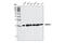 Mitotic Arrest Deficient 2 Like 1 antibody, 4636S, Cell Signaling Technology, Western Blot image 