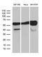 Rho GDP Dissociation Inhibitor Alpha antibody, MA5-27379, Invitrogen Antibodies, Western Blot image 