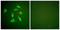 Platelet Derived Growth Factor Receptor Alpha antibody, LS-C118555, Lifespan Biosciences, Immunofluorescence image 