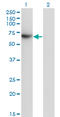 Transcription Factor CP2 antibody, LS-C198329, Lifespan Biosciences, Western Blot image 