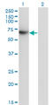 TFCP2 antibody, LS-C198329, Lifespan Biosciences, Western Blot image 