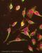 HSPA9 antibody, ab2799, Abcam, Immunofluorescence image 