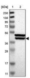 Kelch Domain Containing 8B antibody, PA5-53173, Invitrogen Antibodies, Western Blot image 
