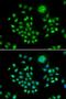 Hrb antibody, LS-C334618, Lifespan Biosciences, Immunofluorescence image 