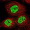 RNA Binding Motif Protein 10 antibody, HPA034972, Atlas Antibodies, Immunofluorescence image 