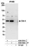 POU Class 5 Homeobox 1 antibody, A304-592A, Bethyl Labs, Immunoprecipitation image 