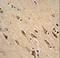 ADP Ribosylation Factor 1 antibody, LS-C156450, Lifespan Biosciences, Immunohistochemistry frozen image 
