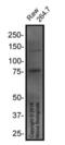 TNF Receptor Superfamily Member 11a antibody, NBP2-24702, Novus Biologicals, Western Blot image 