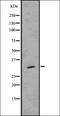 Sprouty RTK Signaling Antagonist 4 antibody, orb336596, Biorbyt, Western Blot image 