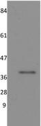 Protein Phosphatase 1 Catalytic Subunit Alpha antibody, NBP1-51600, Novus Biologicals, Western Blot image 