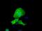 Ret Finger Protein Like 1 antibody, GTX83715, GeneTex, Immunocytochemistry image 