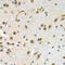 Lamin B Receptor antibody, 19-682, ProSci, Immunohistochemistry frozen image 