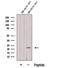 DNA Damage Inducible Transcript 4 Like antibody, GTX00809, GeneTex, Western Blot image 