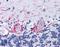 Baculoviral IAP Repeat Containing 5 antibody, LS-C142252, Lifespan Biosciences, Immunohistochemistry frozen image 