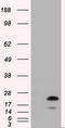 RAB17, Member RAS Oncogene Family antibody, LS-C115274, Lifespan Biosciences, Western Blot image 