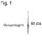 Synaptotagmin 1 antibody, PA1-4641, Invitrogen Antibodies, Western Blot image 