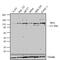 Insulin Receptor Substrate 1 antibody, NBP2-22459, Novus Biologicals, Western Blot image 