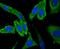 Sodium Voltage-Gated Channel Alpha Subunit 9 antibody, NBP2-75581, Novus Biologicals, Immunofluorescence image 