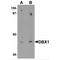 Developing Brain Homeobox 1 antibody, MBS150958, MyBioSource, Western Blot image 