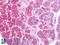 KIAA1324 antibody, LS-A8434, Lifespan Biosciences, Immunohistochemistry paraffin image 
