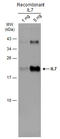 Interleukin 7 antibody, GTX131448, GeneTex, Western Blot image 