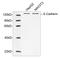 Cadherin 1 antibody, LS-C203245, Lifespan Biosciences, Western Blot image 