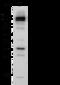 Platelet And Endothelial Cell Adhesion Molecule 1 antibody, 10148-T62, Sino Biological, Western Blot image 