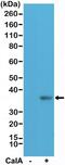 Eukaryotic Translation Initiation Factor 2 Subunit Alpha antibody, NBP2-61573, Novus Biologicals, Western Blot image 