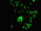 Ribonuclease H2 Subunit C antibody, LS-C672492, Lifespan Biosciences, Immunofluorescence image 