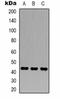 Beta-Actin antibody, orb323225, Biorbyt, Western Blot image 