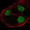 G Protein-Coupled Receptor 161 antibody, NBP2-58006, Novus Biologicals, Immunocytochemistry image 
