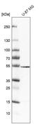 Vesicle Amine Transport 1 Like antibody, HPA044061, Atlas Antibodies, Western Blot image 