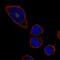 CD36 Molecule antibody, HPA002018, Atlas Antibodies, Immunofluorescence image 