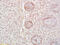 Delta Like Non-Canonical Notch Ligand 1 antibody, GTX60309, GeneTex, Immunohistochemistry paraffin image 